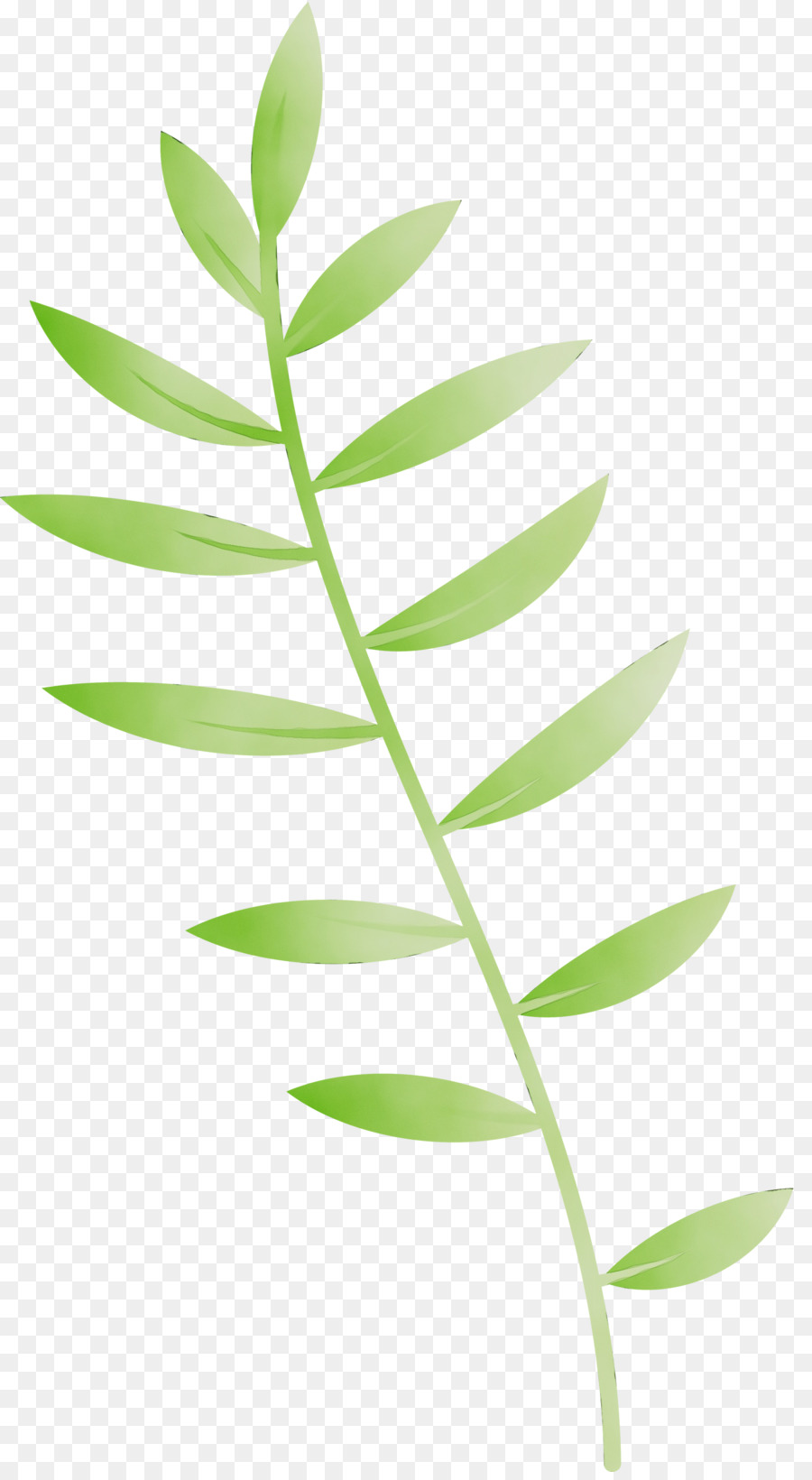 Hoja，Verde PNG