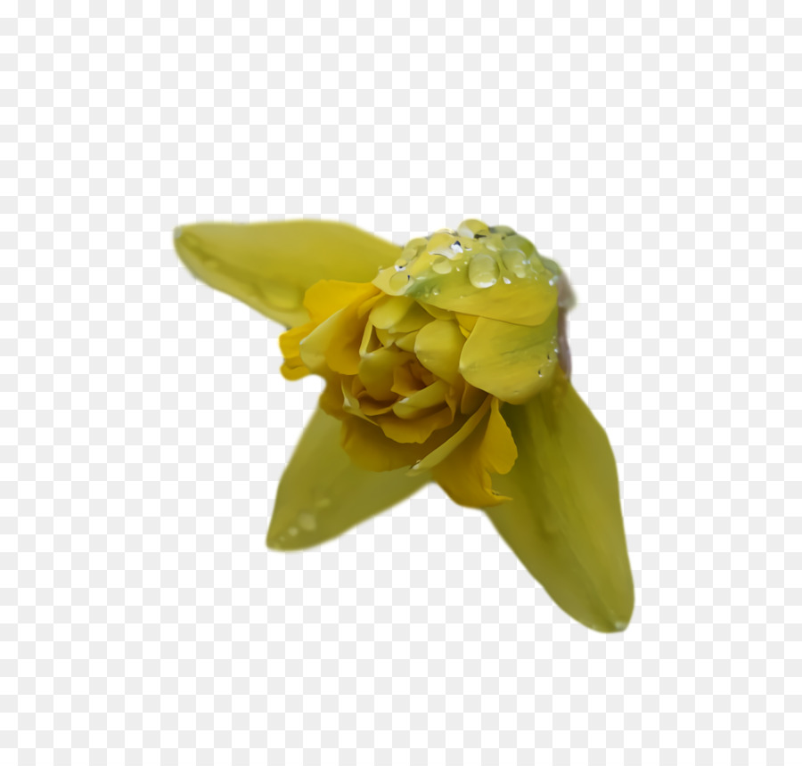 Pétalo，Amarillo PNG