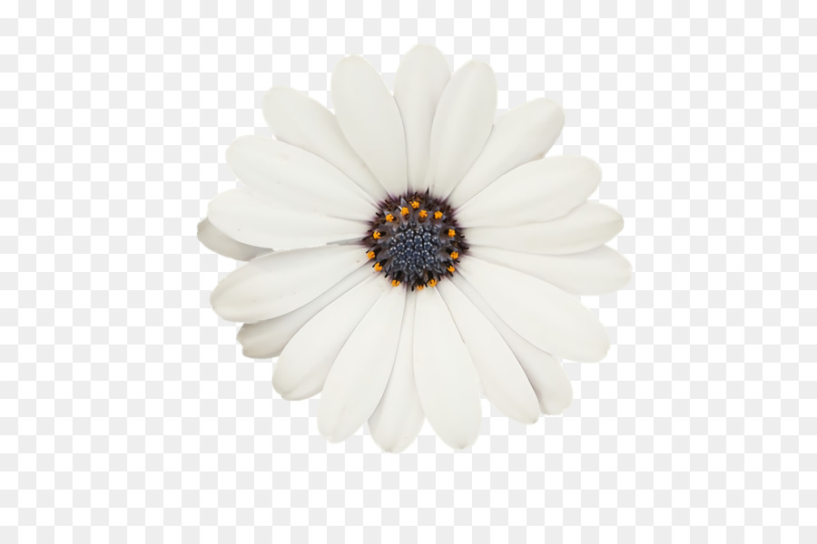 Flores Blancas，Florecer PNG