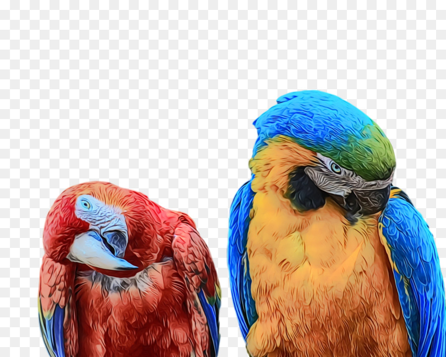 Guacamayo，Parakeet PNG