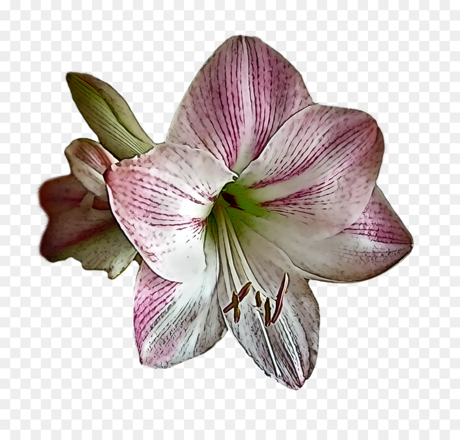 Flor Colorida，Florecer PNG