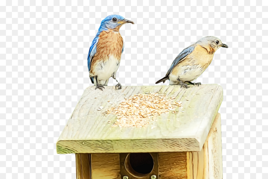 La Alimentación De Aves，Aves PNG