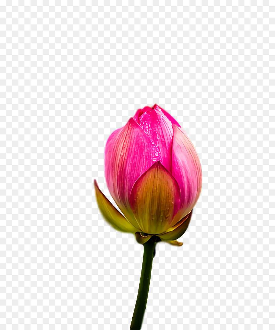 Tulip，Tallo De La Planta PNG