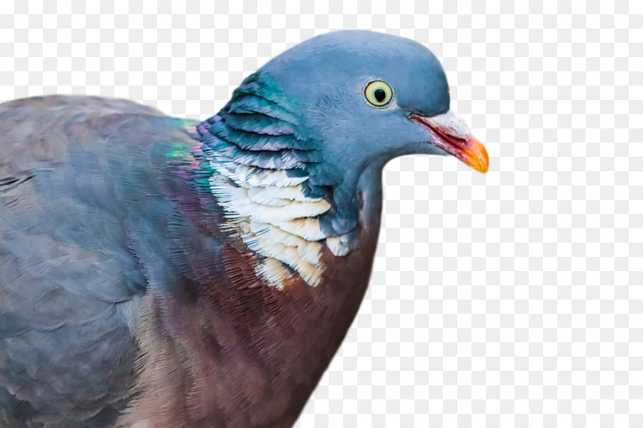 Pico，Columbidae PNG