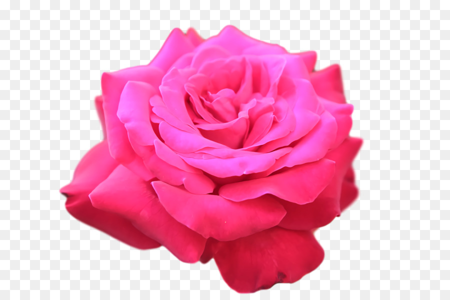Las Rosas De Jardín，Col Rosa PNG
