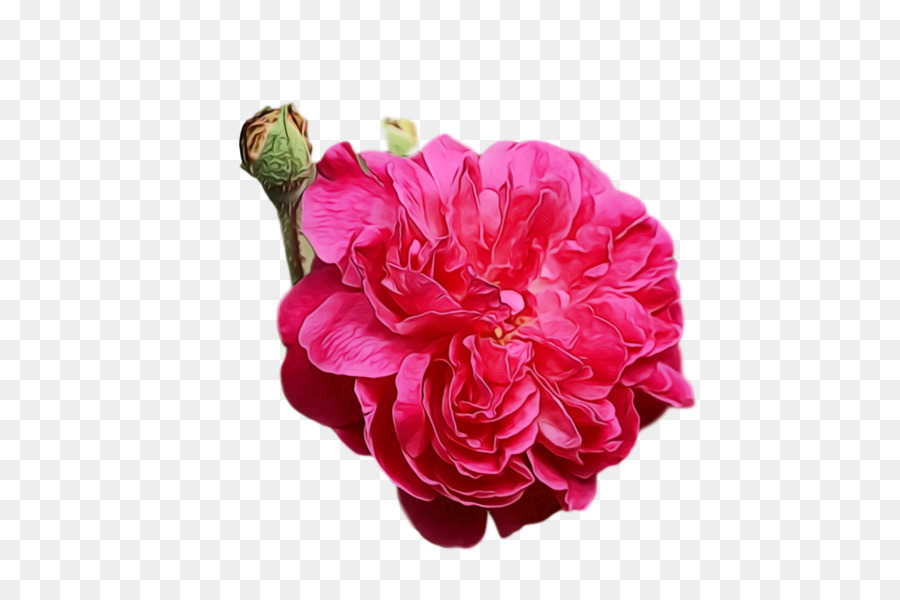 Flor Rosa，Florecer PNG