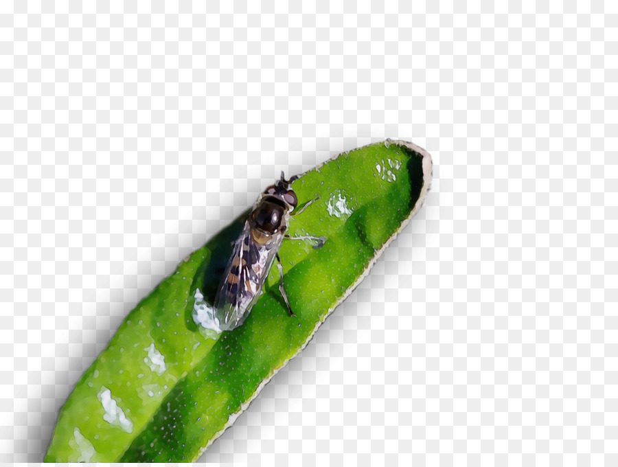 Insecto，Hoja PNG