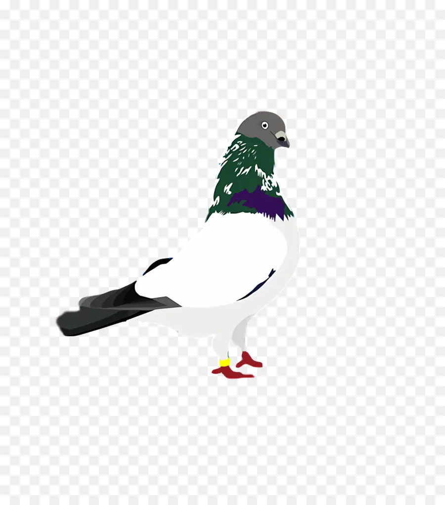 Pico，Columbidae PNG