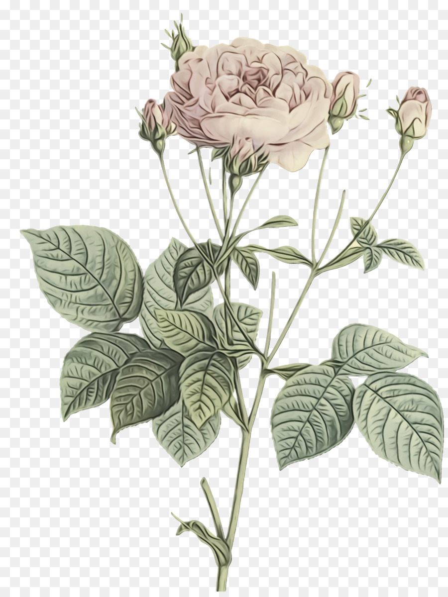 Col Rosa，Las Rosas De Jardín PNG