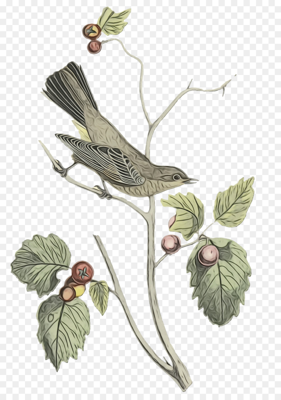 Ramita，Coraciiformes PNG