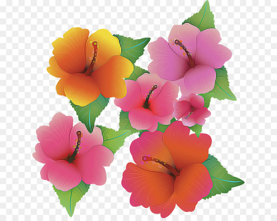 Shoeblackplant，Planta Anual PNG