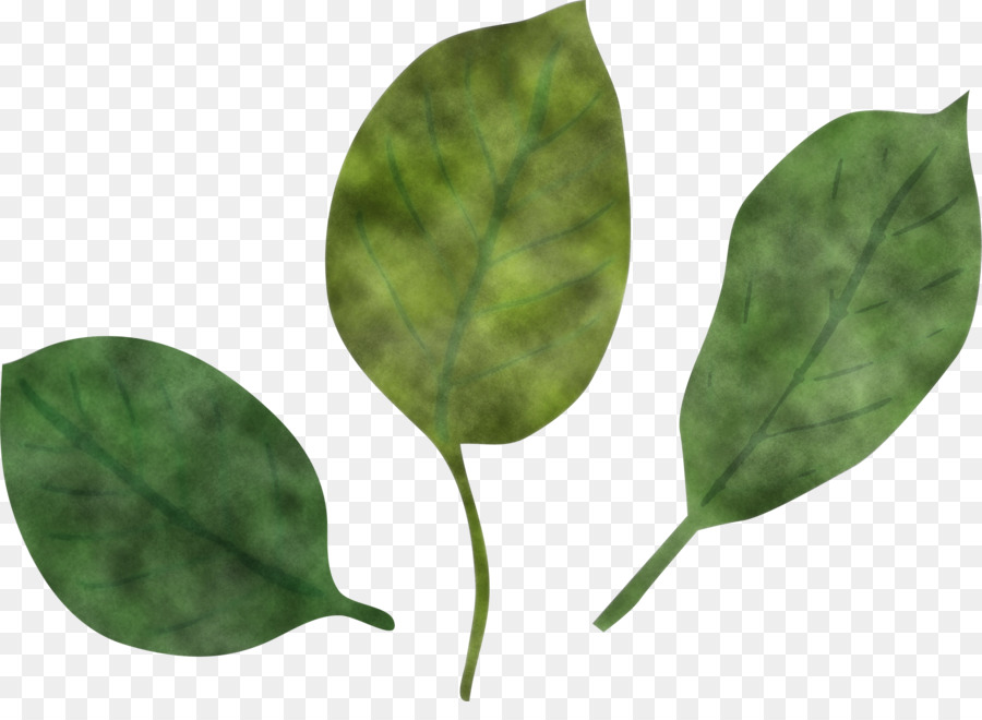 Hoja，Tallo De La Planta PNG