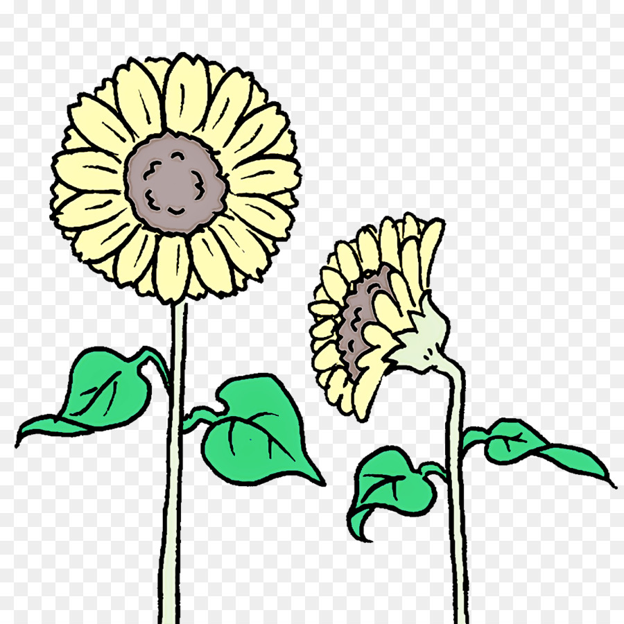 Diseño Floral，Común De Girasol PNG