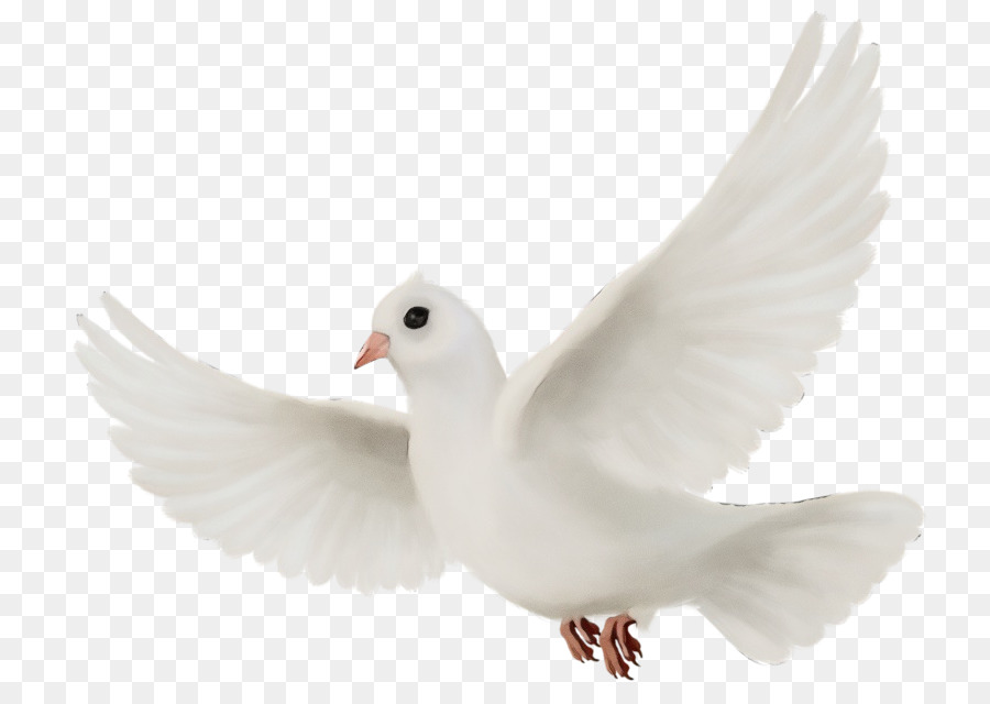 Pico，Aves PNG