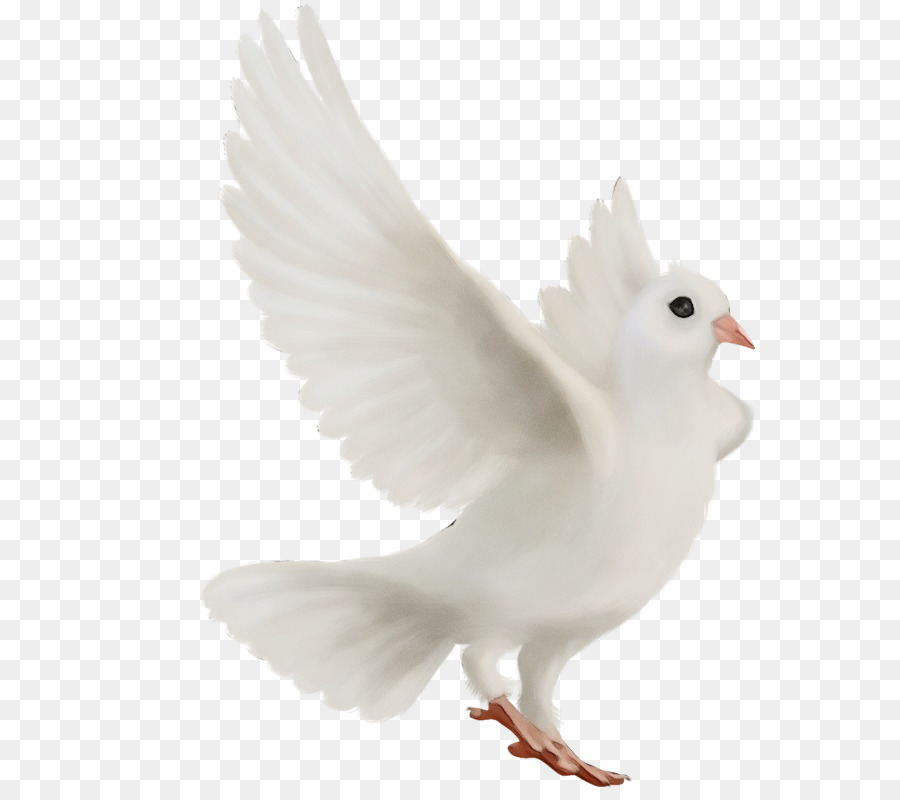 Pollo，Columbidae PNG