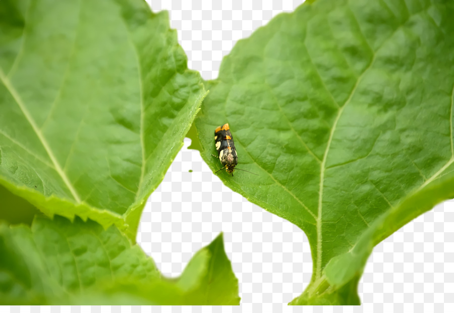 Insecto En Hoja，Verde PNG