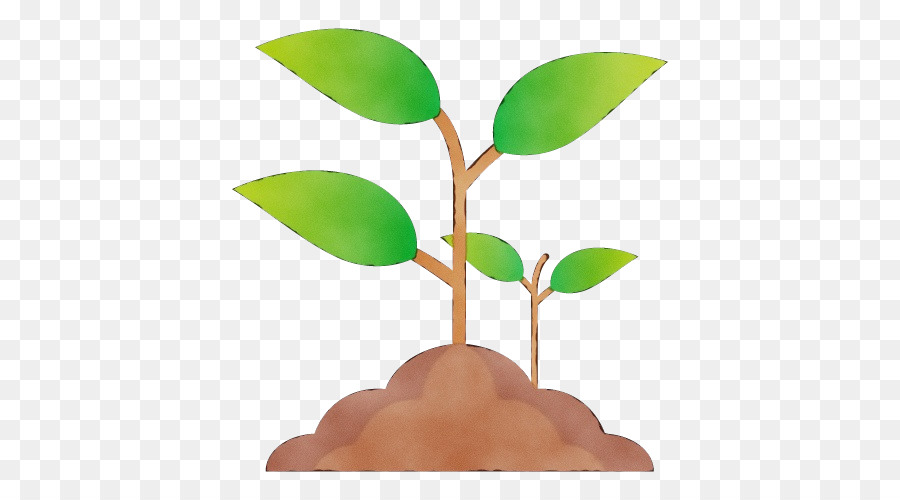 Plantas Que Brotan，Plántulas PNG