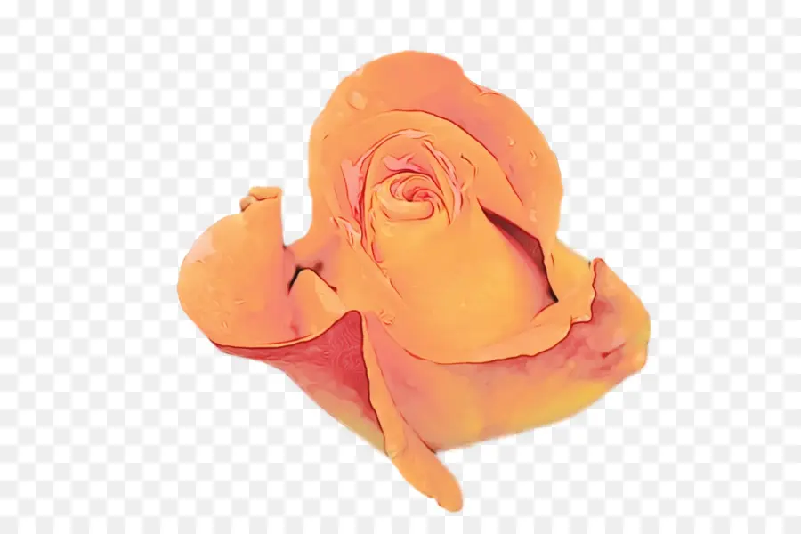 Rosa Naranja，Flor PNG