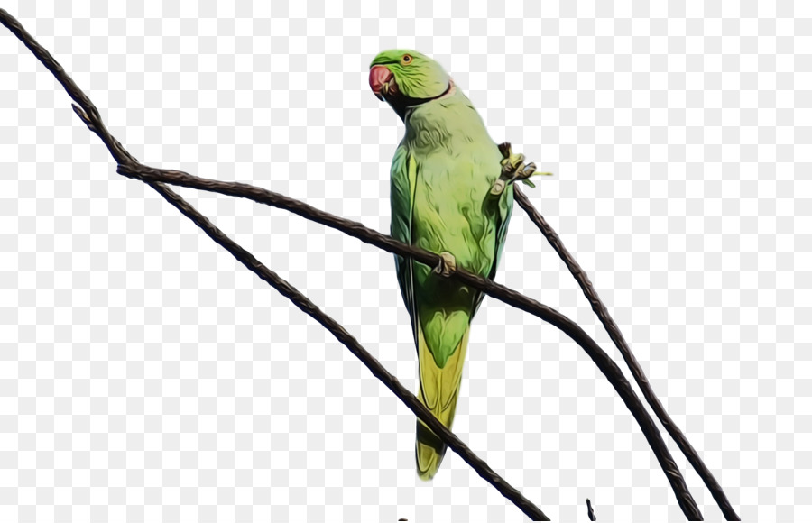 Guacamayo，Parakeet PNG