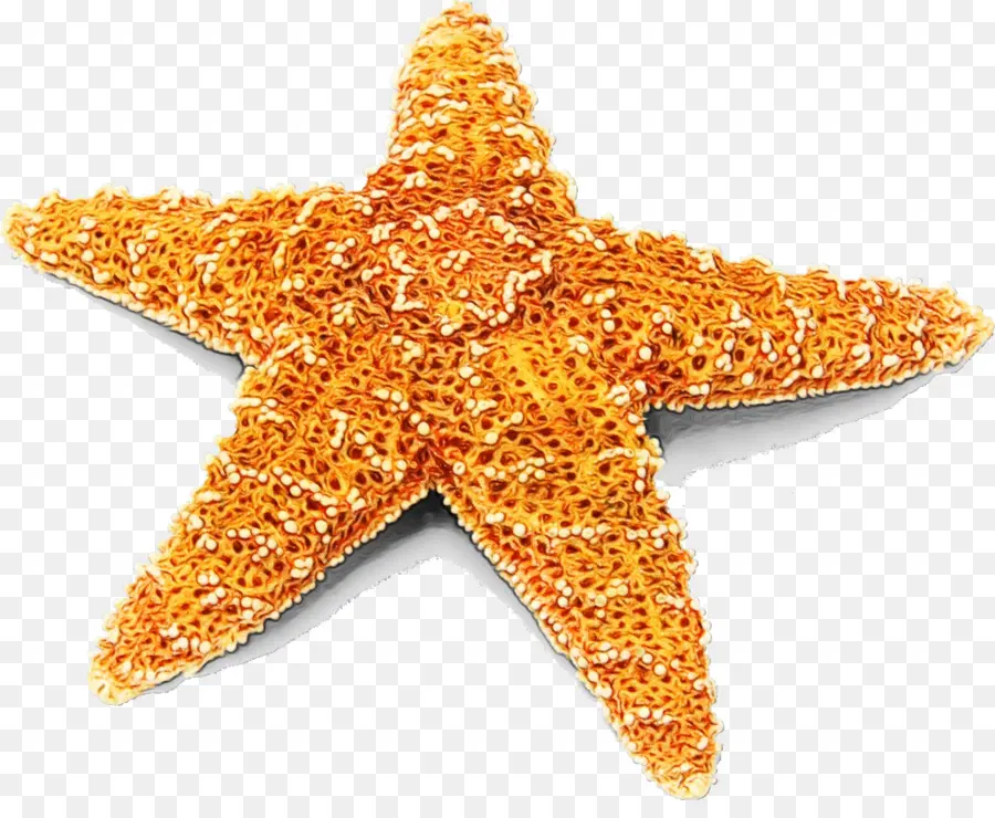 Estrella De Mar，Mar PNG