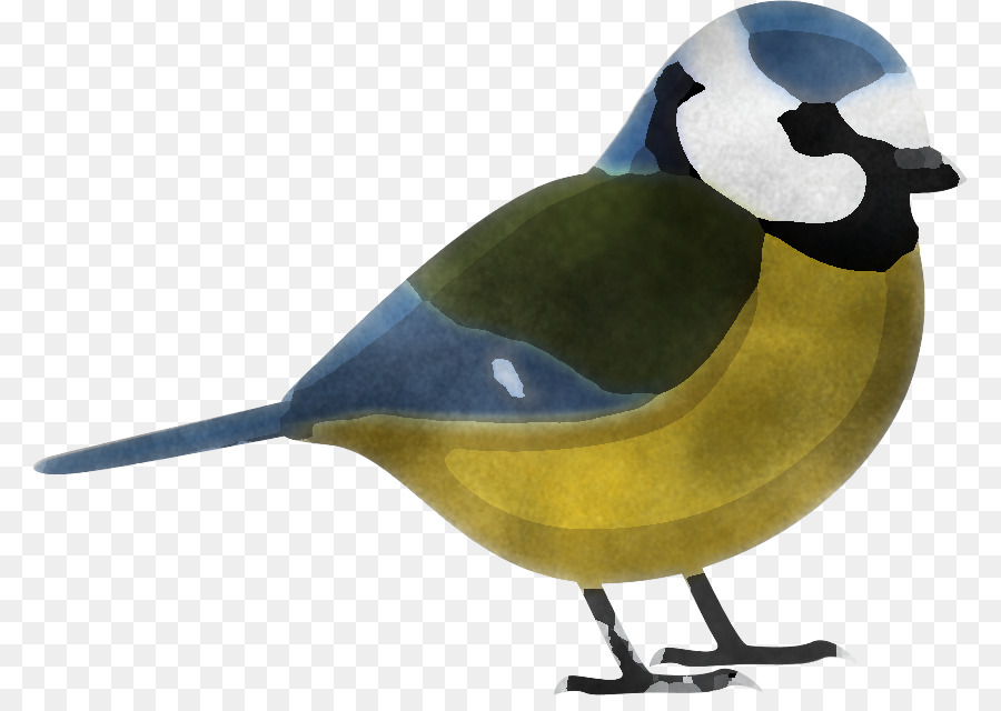 Pájaro Pequeño，Plumas PNG