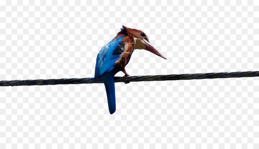 Pico，Pluma PNG