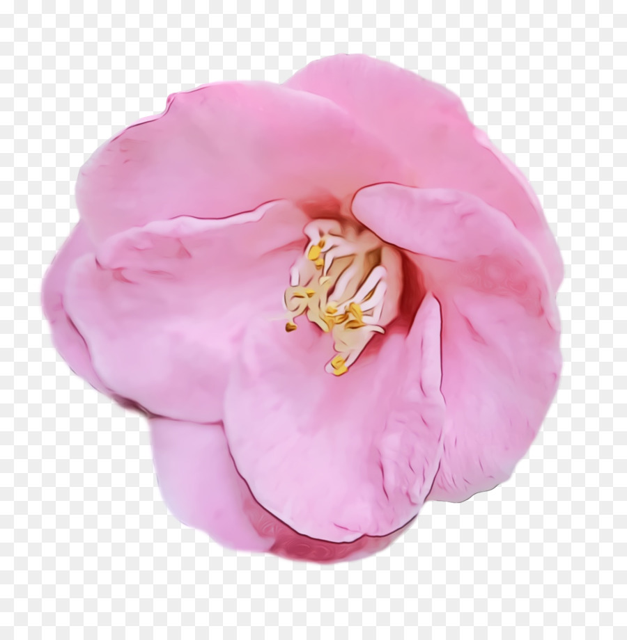 Col Rosa，Las Rosas De Jardín PNG