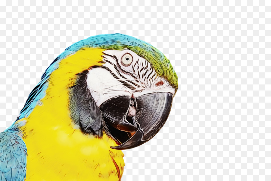 Guacamayo，Aves PNG