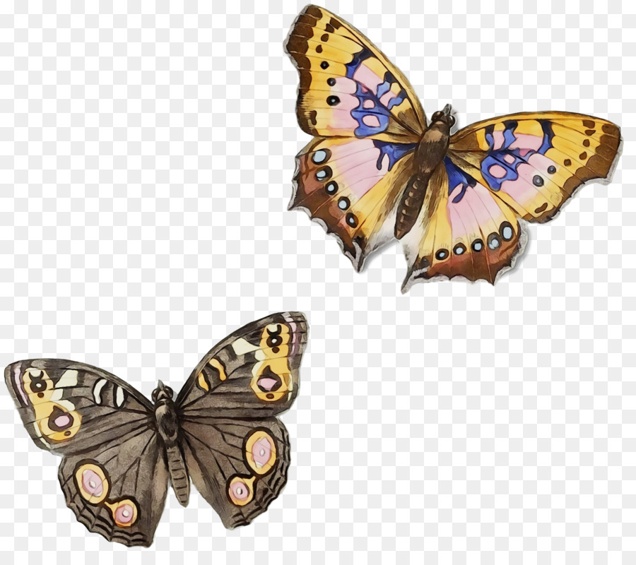 La Mariposa Monarca，Brushfooted Mariposas PNG