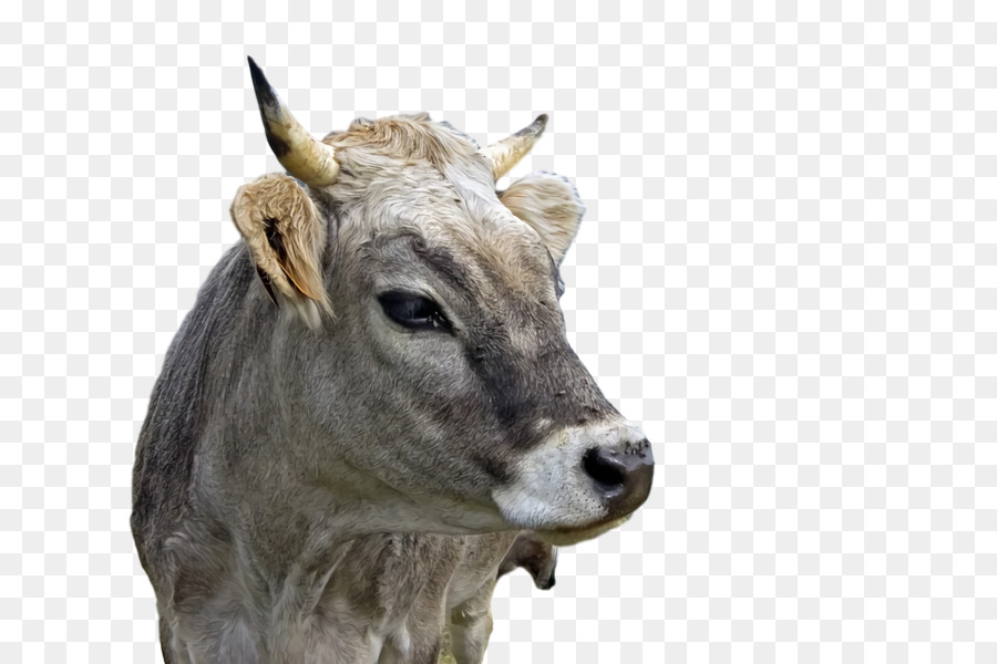 Vaca，Cuerna PNG