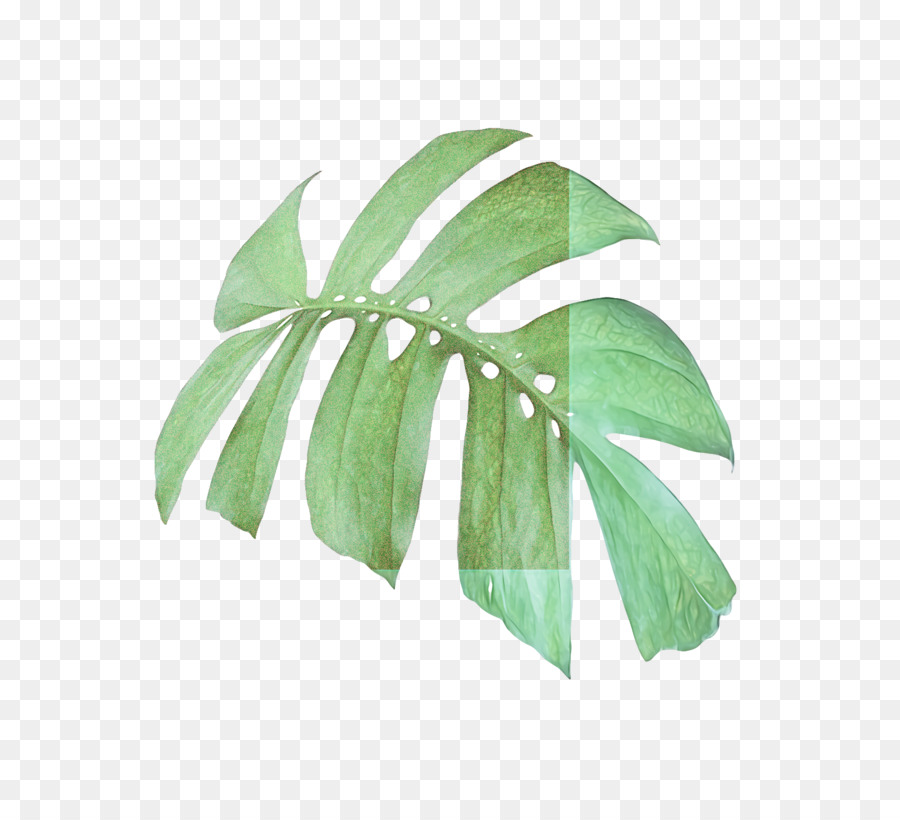 Hoja，Tallo De La Planta PNG