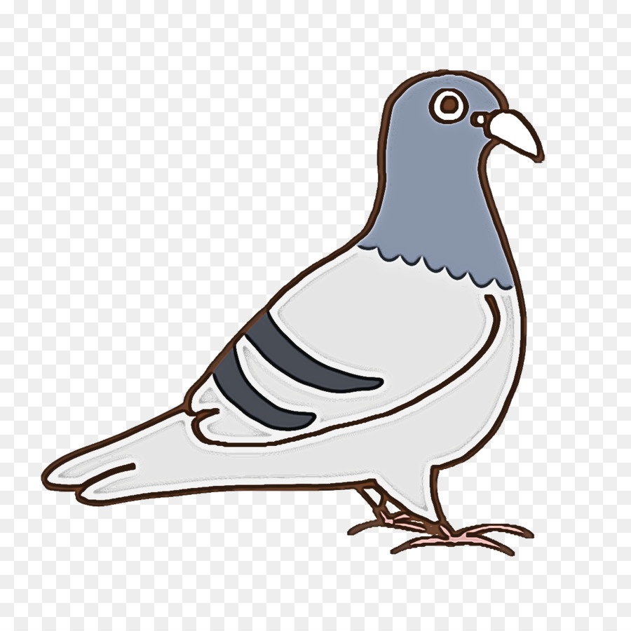 Columbidae，Aves PNG