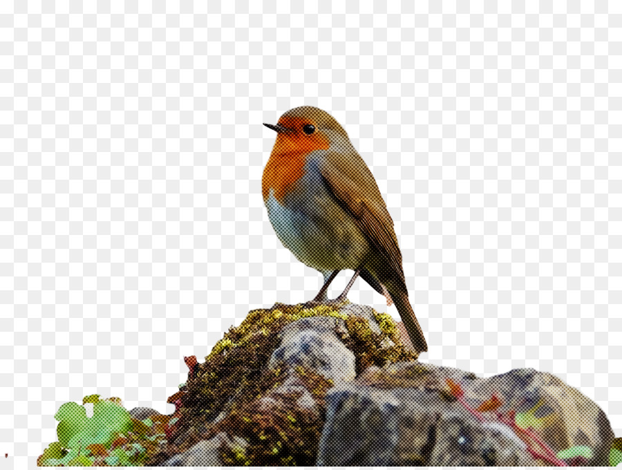 Europea Robin，Los Pinzones PNG