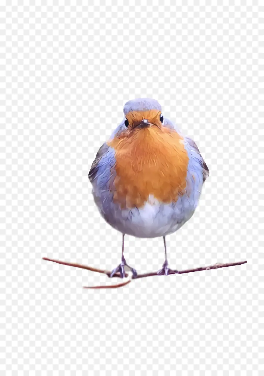 Aves，Europea Robin PNG