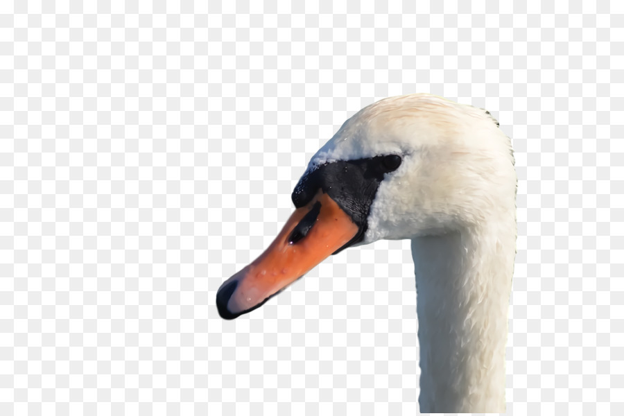 Los Cisnes，Pato PNG