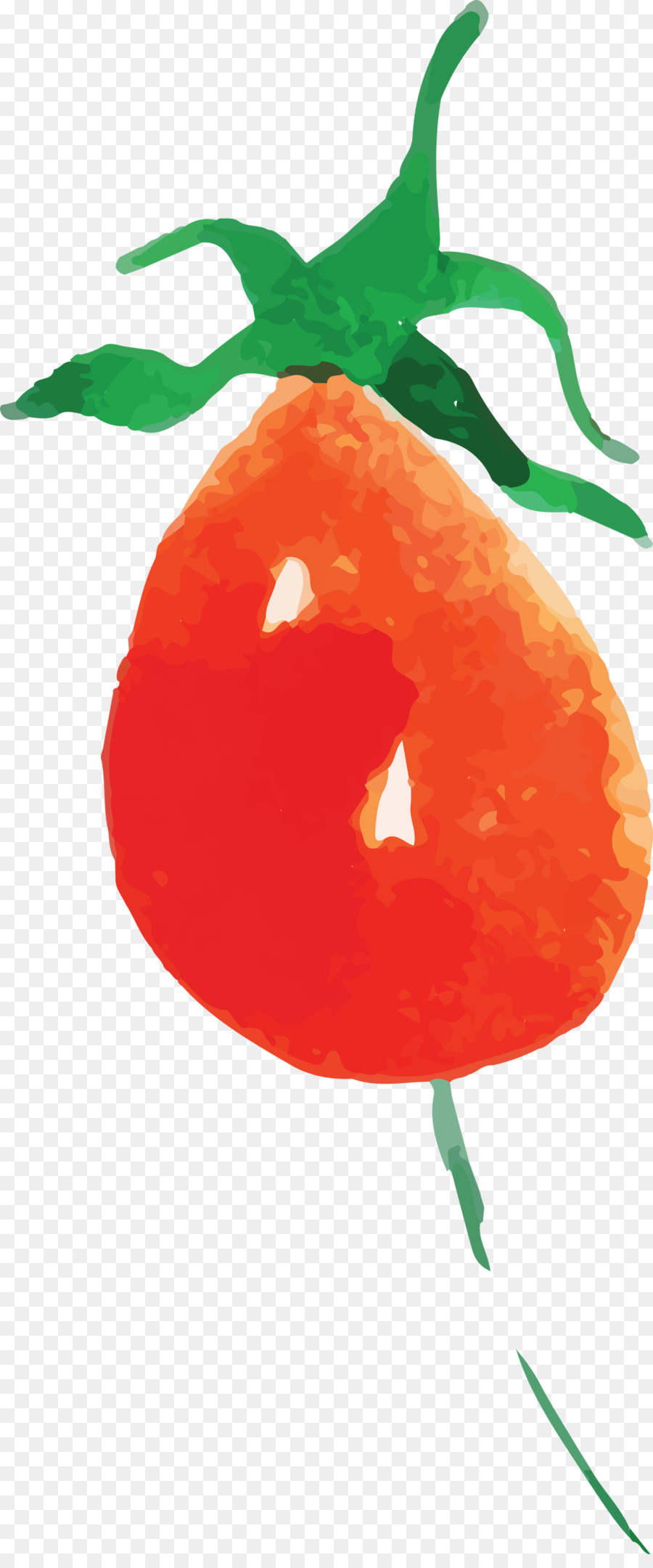 Pimientos，Tallo De La Planta PNG