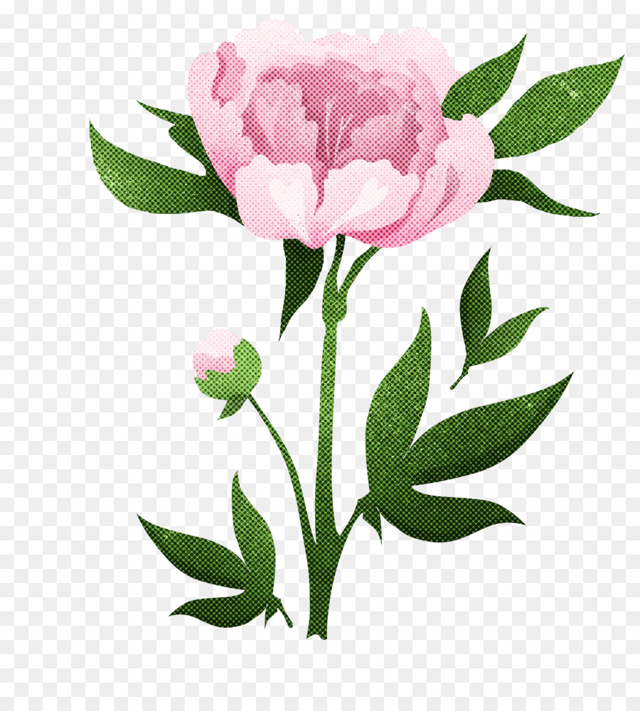 Rosa De Repollo，Flor PNG