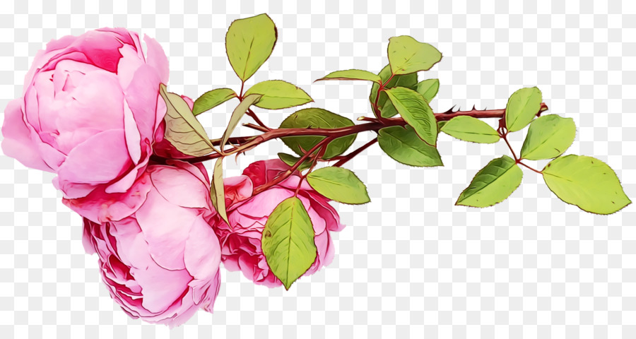 Rosas Rosadas，Ramo PNG