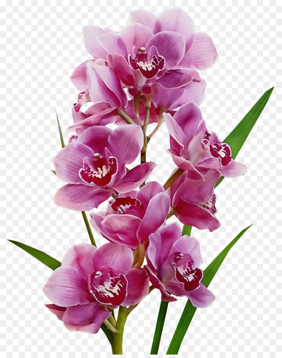 Orquídeas De Polilla，Cortar Flores PNG