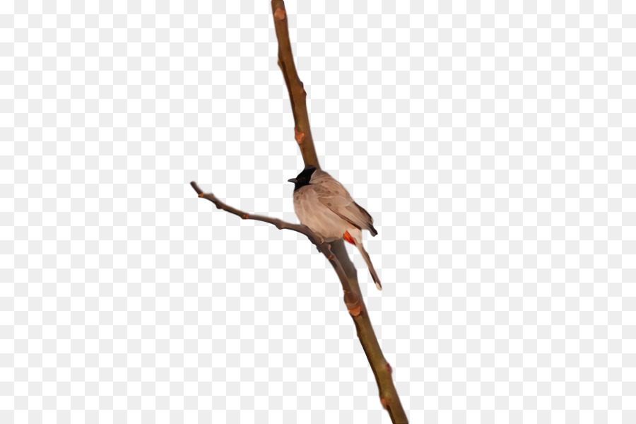 Arte De Línea，La Madera PNG