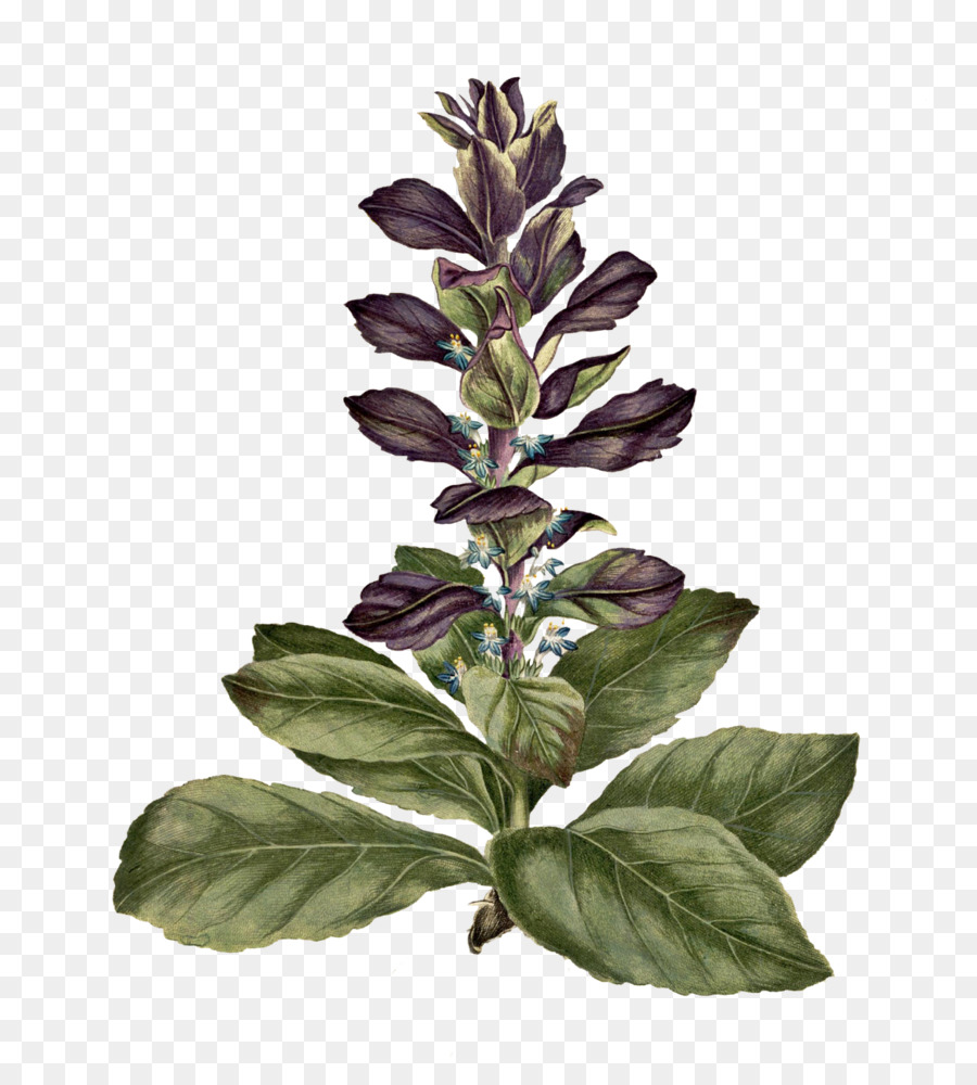 Tallo De La Planta，La Albahaca PNG