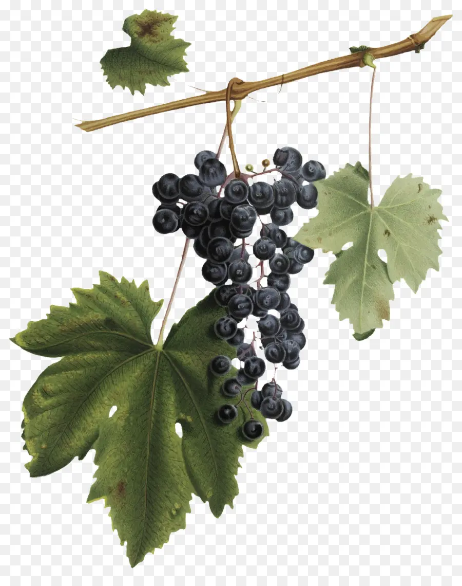 Común De La Uva De La Vid，Vino PNG