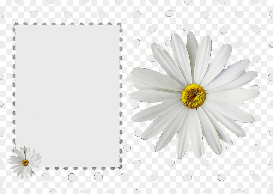 Margarita，Transvaal Daisy PNG