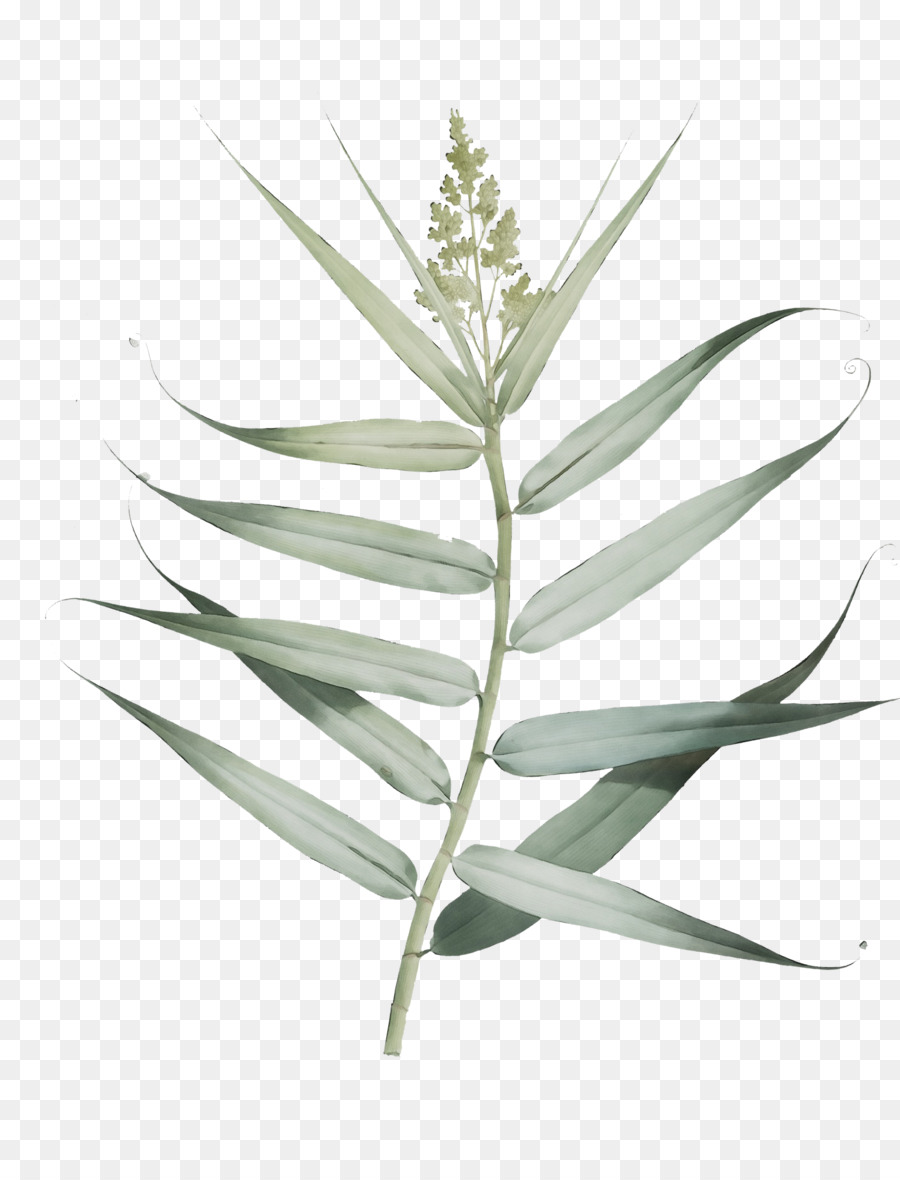 Hoja，Tallo De La Planta PNG