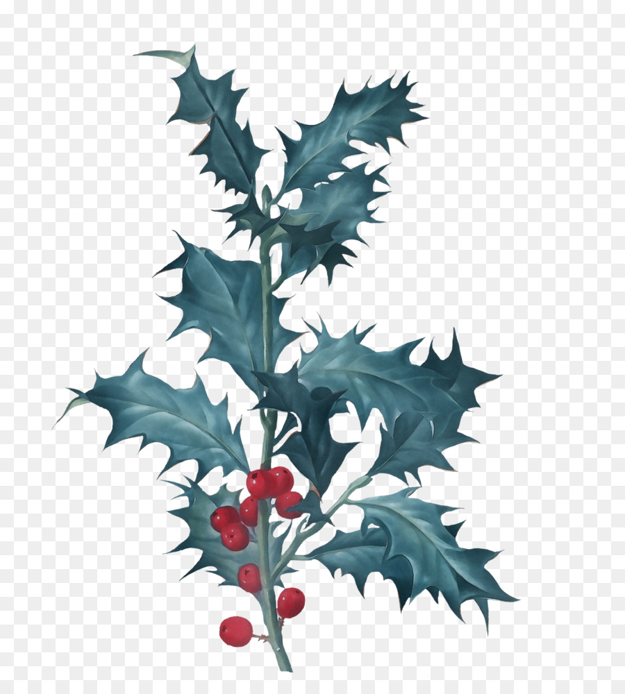 Hoja，Común Holly PNG