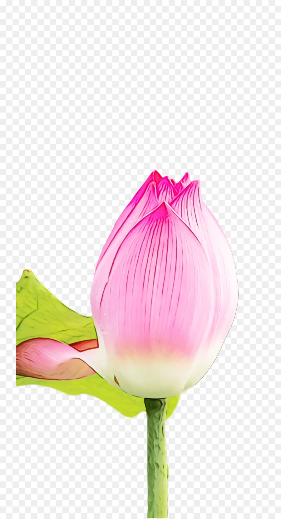 Brote De Loto，Rosa PNG