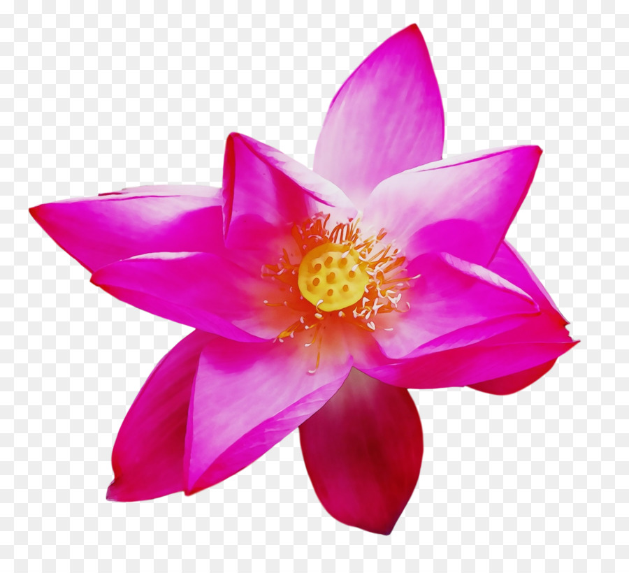 Flor Rosa，Florecer PNG