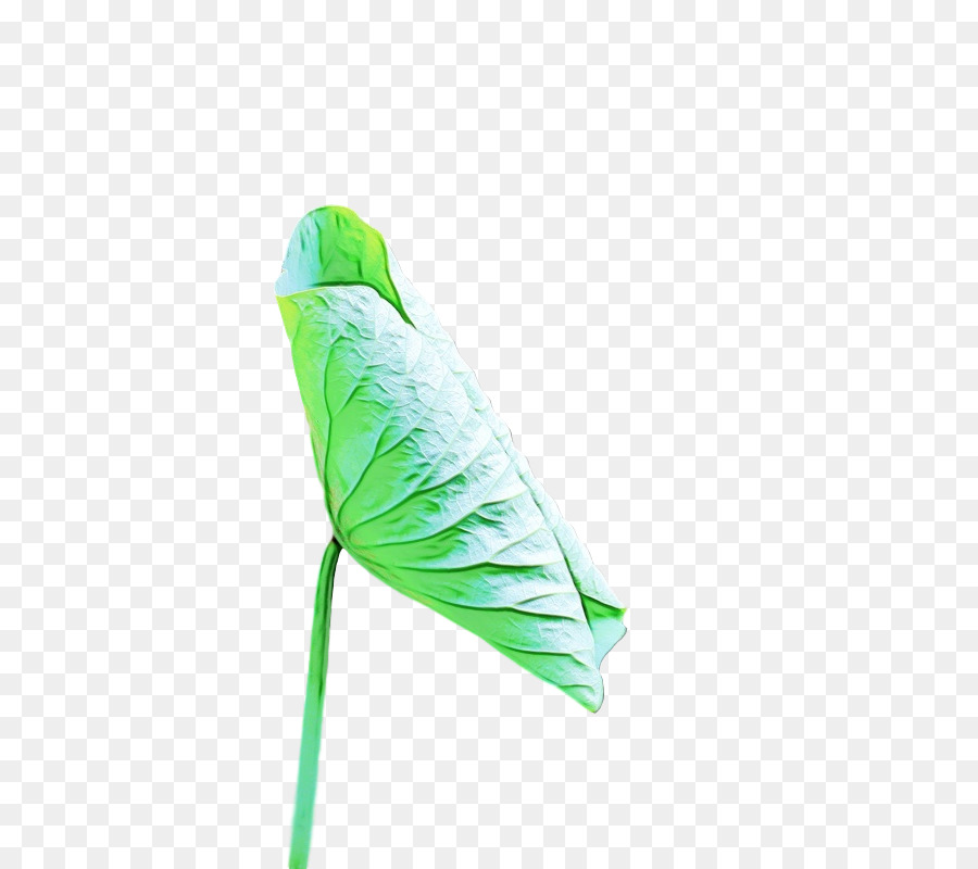 Hoja，Las Plantas PNG