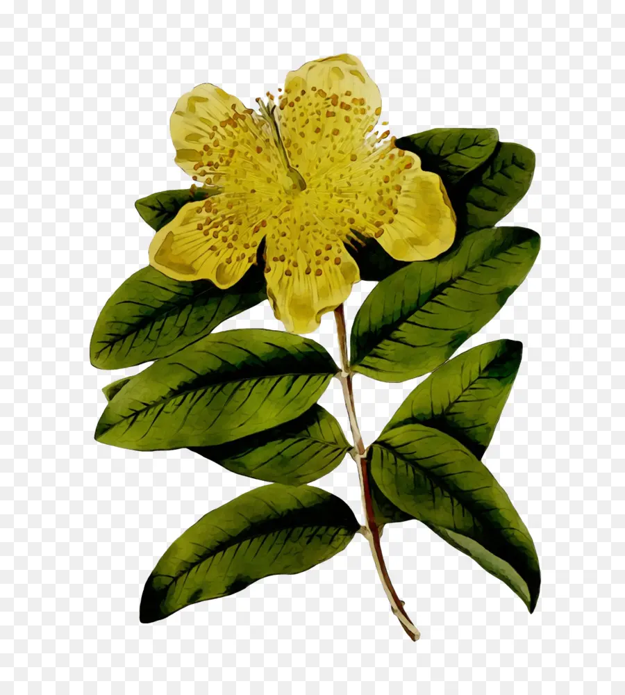 Flor Amarilla，Amarillo PNG