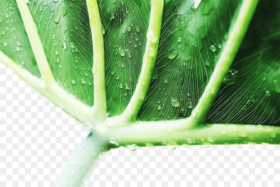 Tallo De La Planta，Aloe Vera PNG